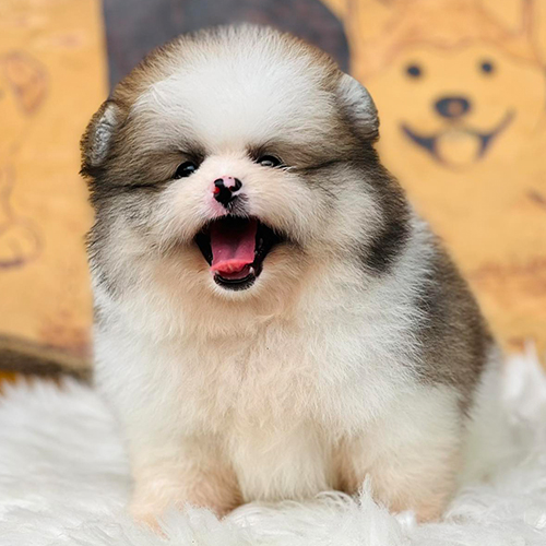 Chó Boo Phốc Sóc đáng yêu với bộ lông xù trắng nâu