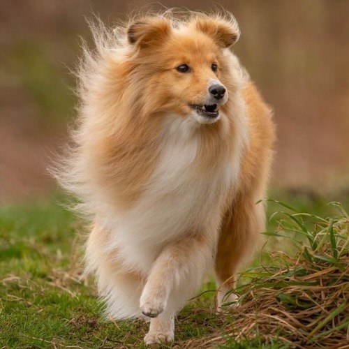 Chó Shetland Sheepdog lông vàng mượt chạy trên đồng cỏ.