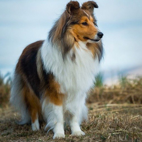 Chó Shetland Sheepdog bộ lông dài mượt, đứng duyên dáng cạnh bờ biển.