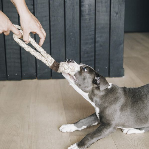 Chó Pitbull con chơi kéo co với đồ chơi dây thừng