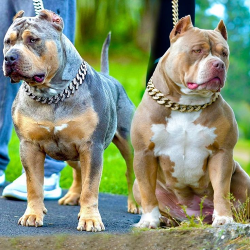 Hai chú chó Pitbull thuần chủng cơ bắp, đeo vòng cổ xích vàng, đứng oai vệ.