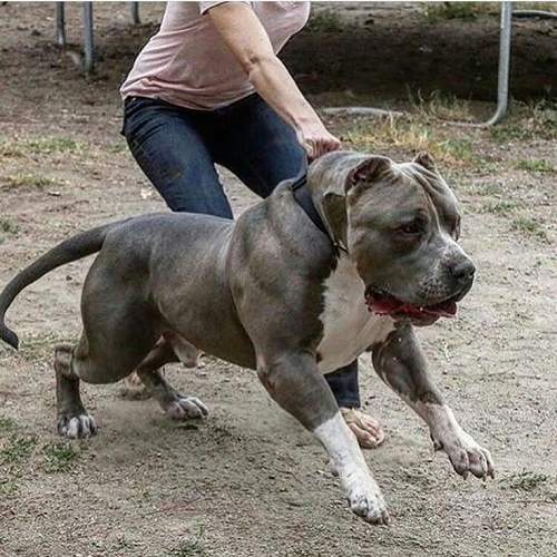 Chó Pitbull xám trắng dũng mãnh lao về phía trước