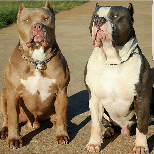 Hai chú chó American Pit Bull Terrier cơ bắp, đầu to, ngực nở đang ngồi