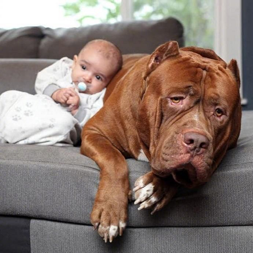 Pitbull nằm cạnh em bé trên ghế sofa, biểu cảm hiền lành và bảo vệ
