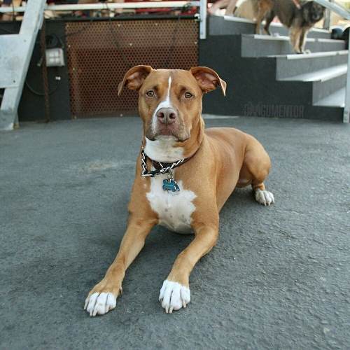 Chó Pitbull lai lông nâu trắng, nằm trên nền xi măng, đeo vòng cổ có thẻ tên.