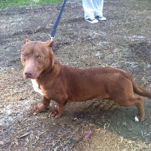 Chó Pitbull lai Lạp Xưởng lưng dài, chân ngắn, lông nâu, ánh mắt sắc sảo.