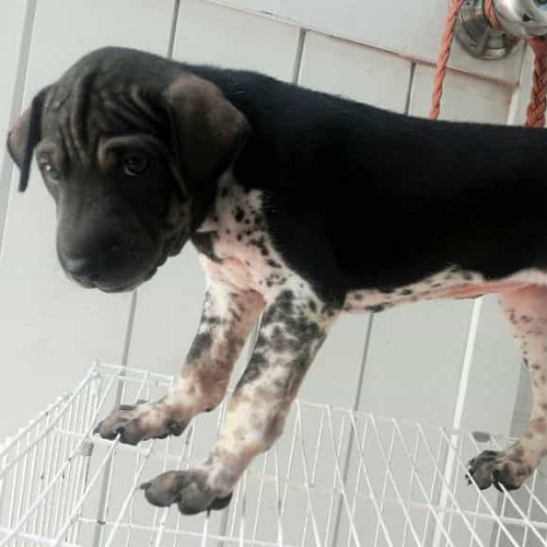 Chó Pitbull lai Phú Quốc đen trắng, da nhăn, đứng trên lồng sắt.