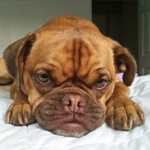 Chó Pitbull lai Pug mặt nhăn, lông nâu, biểu cảm buồn ngủ, nằm trên giường.