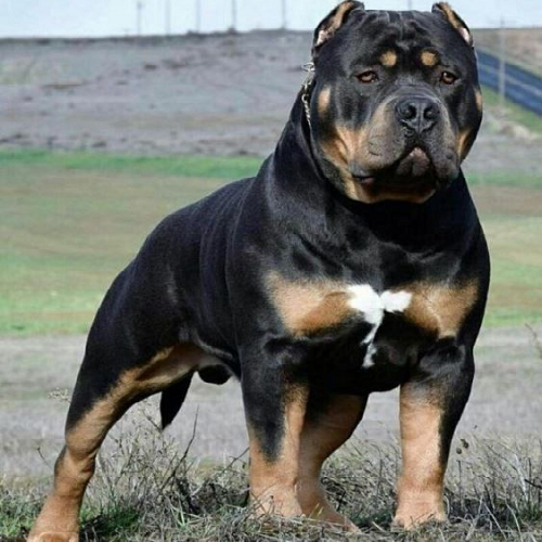 Chó Pitbull lai Rottweiler cơ bắp, lông đen vàng đứng oai vệ trên đồng cỏ.