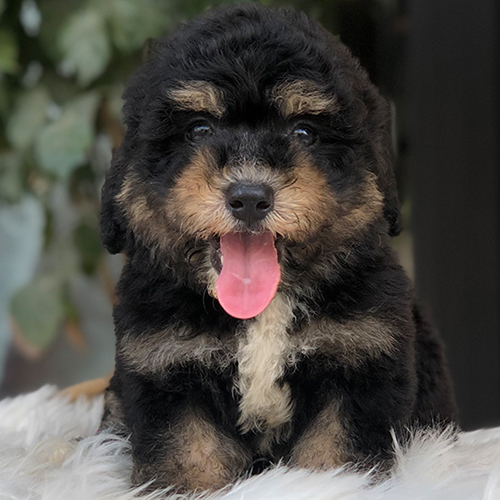 Chó Poodle Phantom đáng yêu với bộ lông độc đáo.