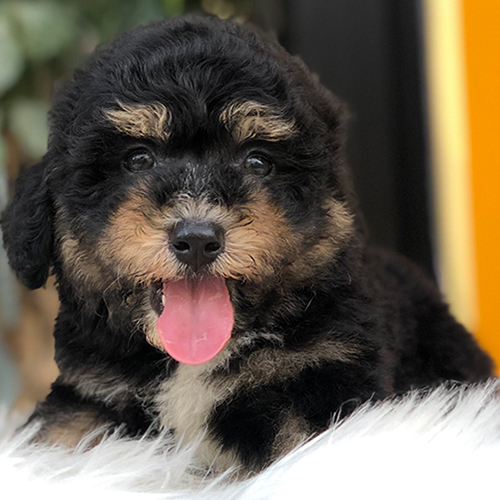 Chó Poodle Phantom đáng yêu, cần tiêm phòng đầy đủ để phòng bệnh ho cũi chó.