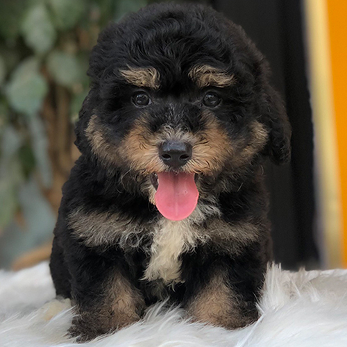 Chó Poodle Phantom thuần chủng với bộ lông đen-vàng độc đáo tại Chomeocanh.com.