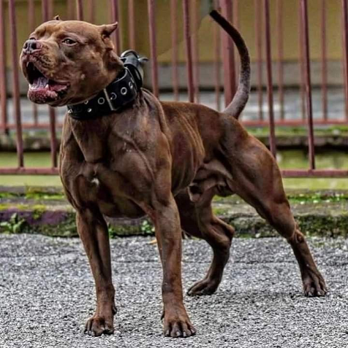 Pitbull cơ bắp gầm gừ, cơ thể săn chắc, hàm răng sắc nhọn