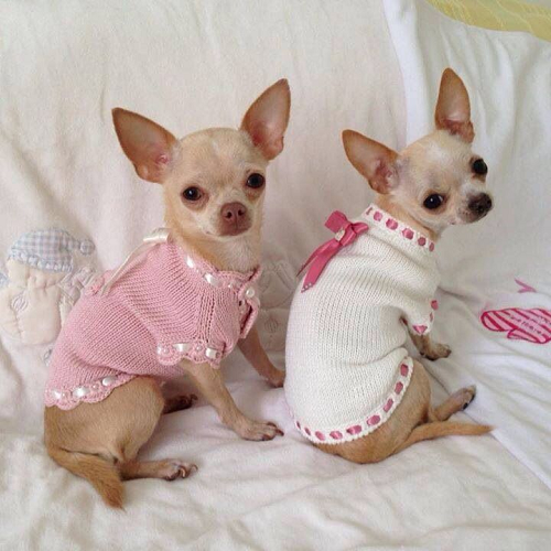 Chihuahua mặc áo len hồng và trắng có nơ