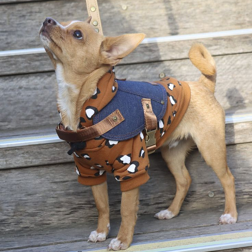 Chihuahua mặc áo khoác denim họa tiết thời trang