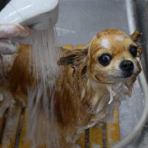 Tắm cho chó Chihuahua lông dài bằng vòi sen