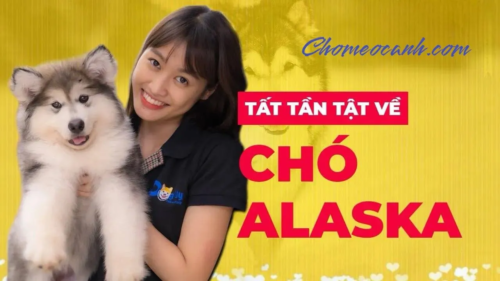 Tất tần tật về chó Alaska tại Chomeocanh.com