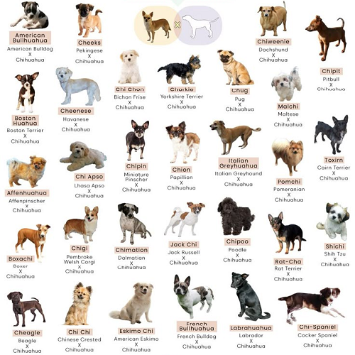 Các giống chó Chihuahua lai phổ biến: Chipit, Pomchi, Chug, Chiweenie...