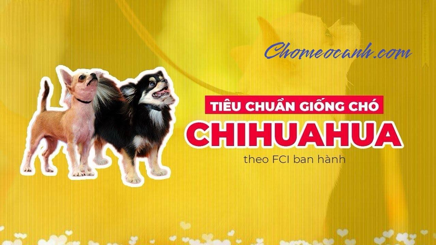 Tiêu chuẩn giống chó Chihuahua theo FCI từ Chomeocanh.com