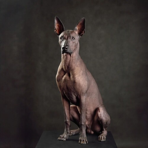Chó không lông Xoloitzcuintli với tai dơi và làn da bóng.