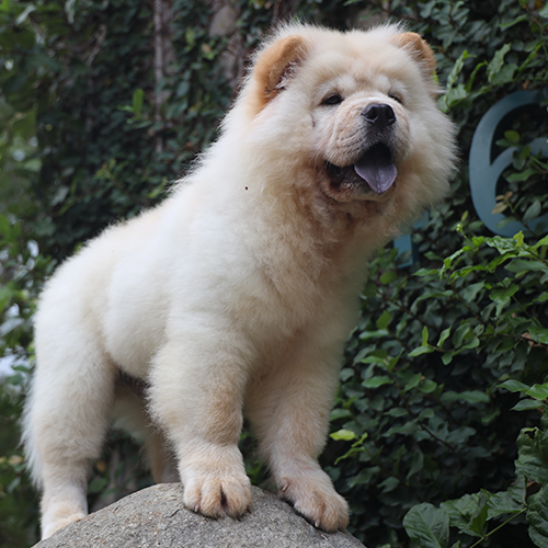 Chó Chow Chow vàng 4 tháng tuổi, giống đực, lông xù nổi bật và dáng đứng oai vệ.