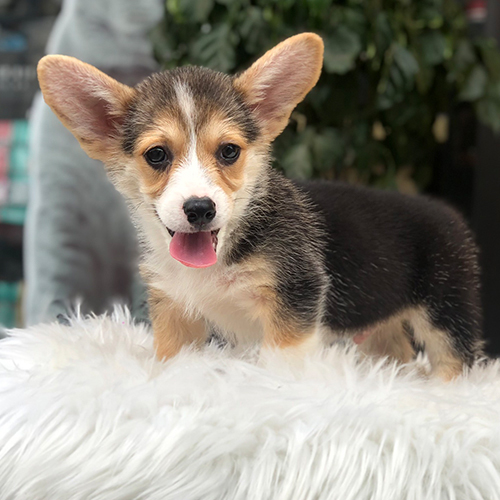 Chó Corgi ba màu với bộ lông dày và tai to đặc trưng