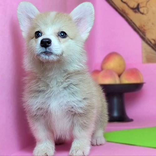 Chó Corgi dễ thương với vóc dáng nhỏ gọn và bộ lông mềm mượt
