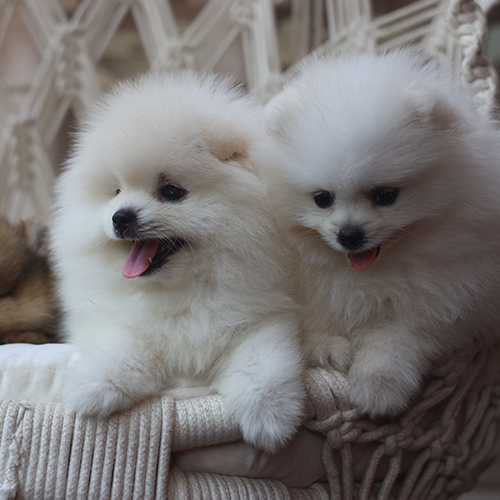Hai chú chó Boo trắng nhỏ đáng yêu như gấu bông