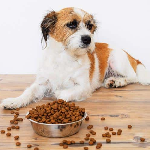 Chó bỏ ăn dù bát thức ăn vẫn đầy đủ