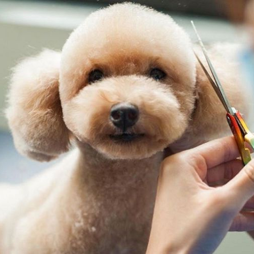 Chó Poodle đang được cắt tỉa lông tại spa.