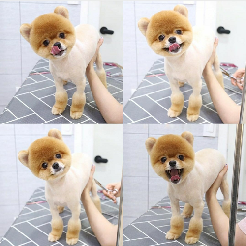 Chó Pomeranian sau khi cắt tỉa lông, tạo hình đáng yêu.