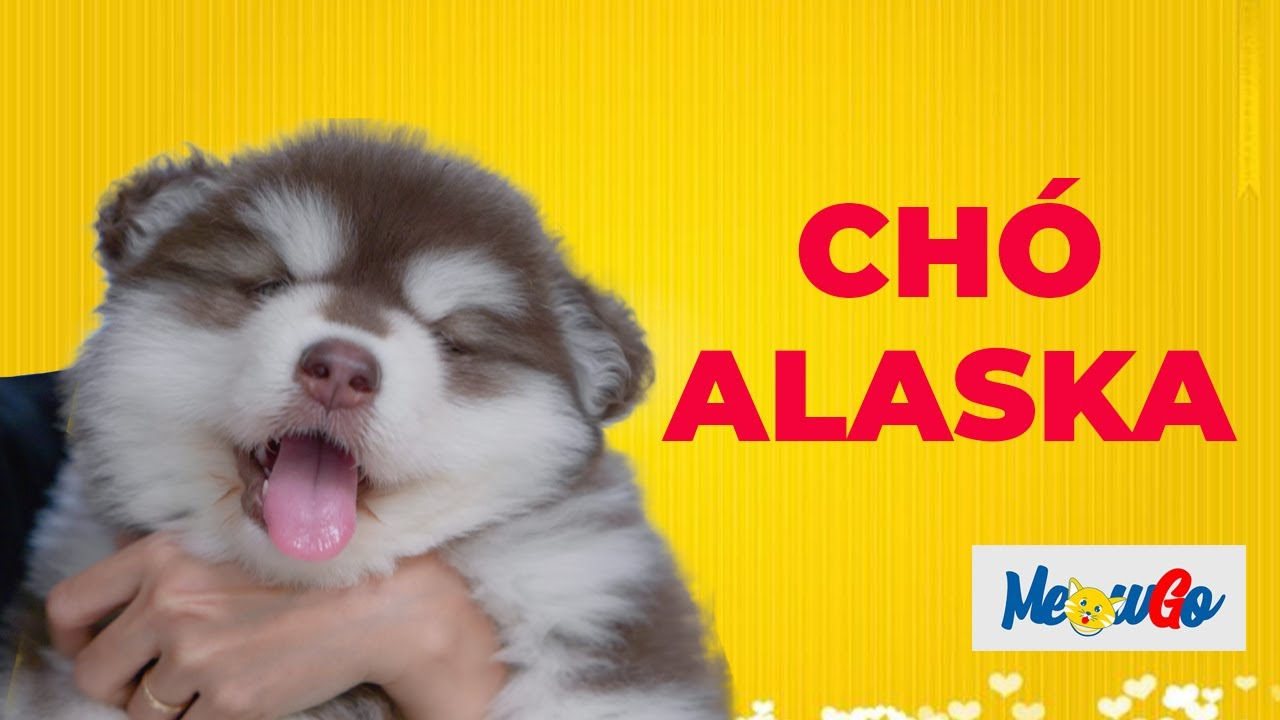Chó Alaska con đáng yêu được giới thiệu bởi MeowGo