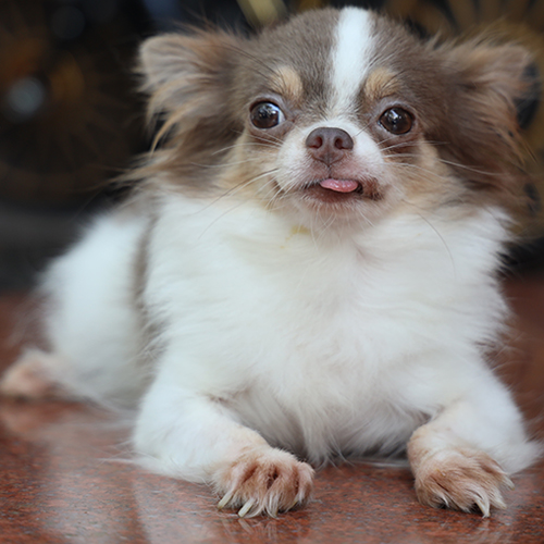 Chó Chihuahua cái màu Lilac trắng đang nằm thư giãn