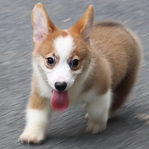 Chó Corgi thuần chủng có giấy VKA đang chạy ngoài đường