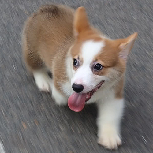 Chó Corgi con vàng trắng đang chạy tung tăng, lưỡi thè ra đáng yêu
