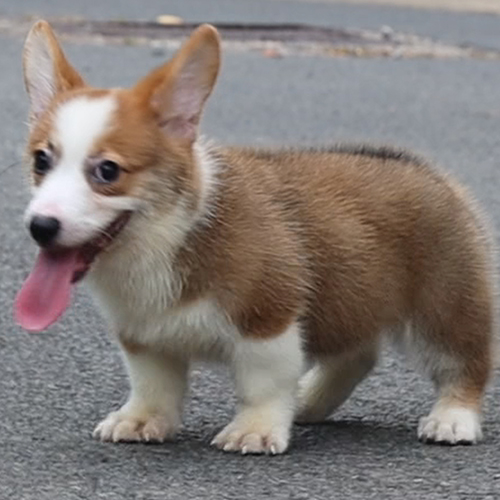Chó Corgi thuần chủng lông nâu trắng, tai dựng, chân ngắn, mông to, đang chạy tung tăng trên đường