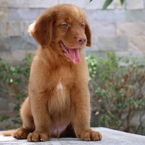 Chó Golden Retriever đực 2 tháng tuổi, lông vàng cháy, mũi hồng, dễ thương
