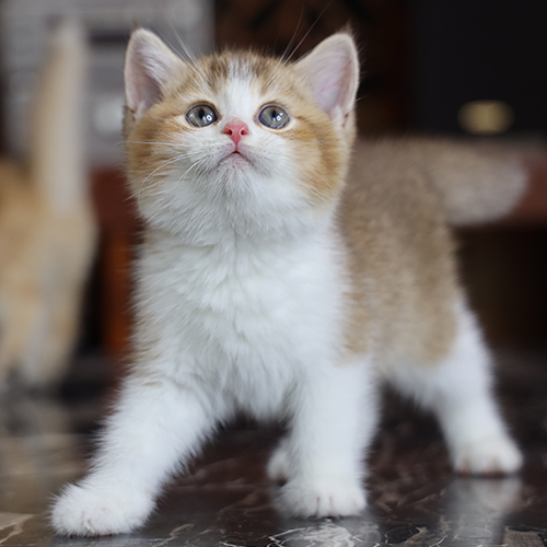 Mèo Anh lông ngắn Bicolor Golden 2 tháng tuổi siêu dễ thương