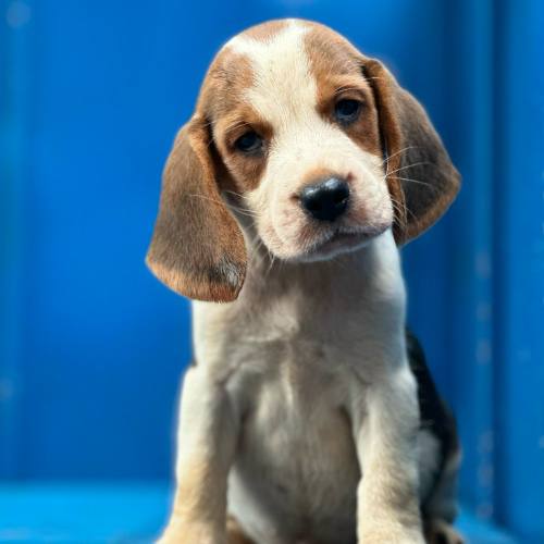 Chó Beagle con giới tính cái