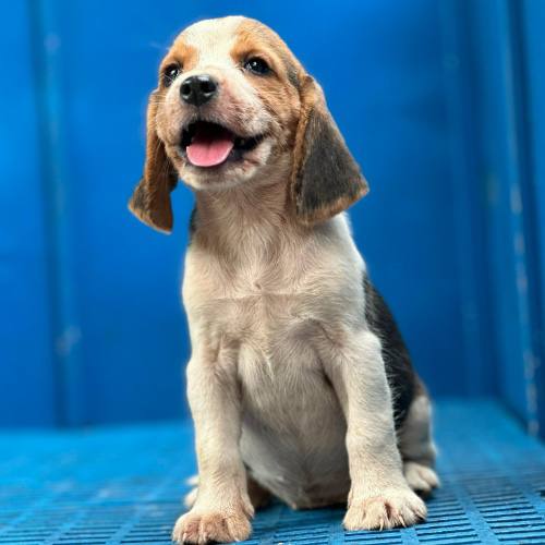 Chó Beagle cái 45 ngày tuổi