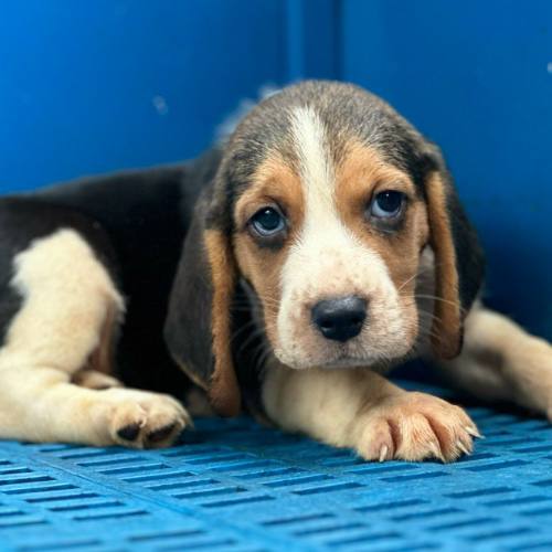 Chó Beagle đực 45 ngày tuổi