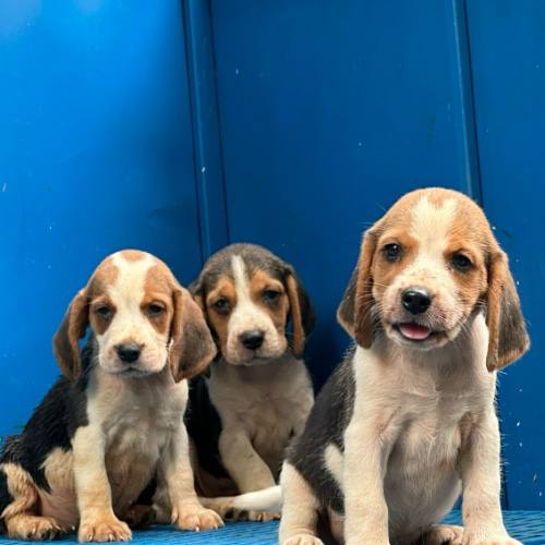 Đàn 3 chó Beagle con 45 ngày tuổi