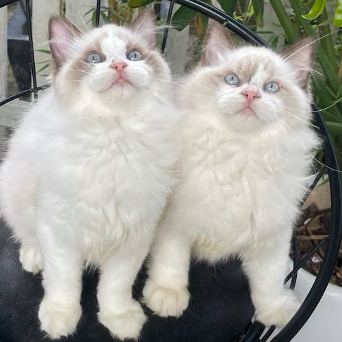 Mèo Búp bê Ragdoll