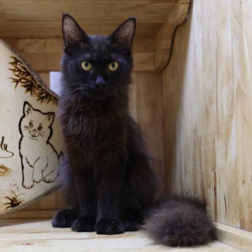Mèo Maine Coon đen