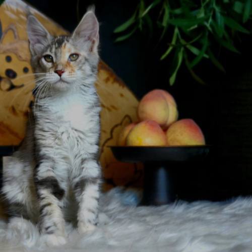 Mèo Maine Coon thuần chủng