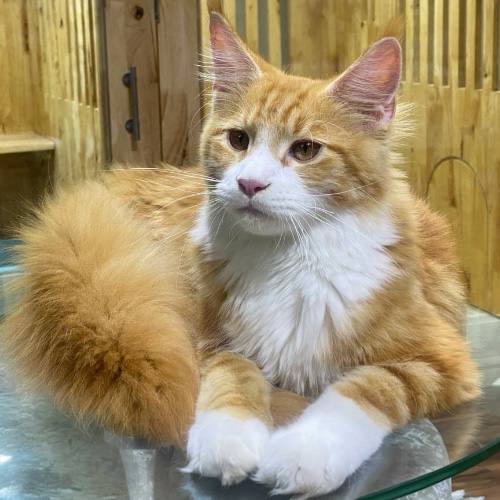 Mèo Maine Coon vàng