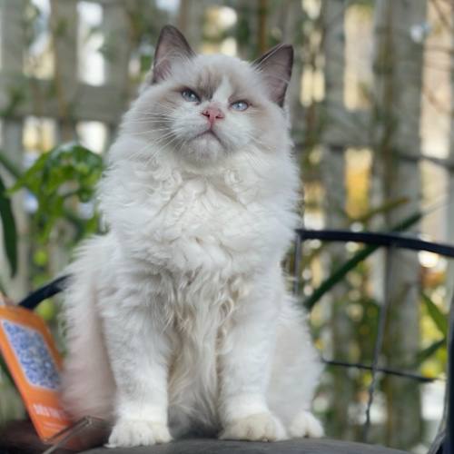 Mèo Ragdoll con