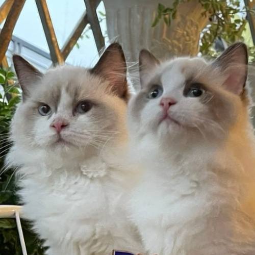 Mèo Ragdoll đẹp