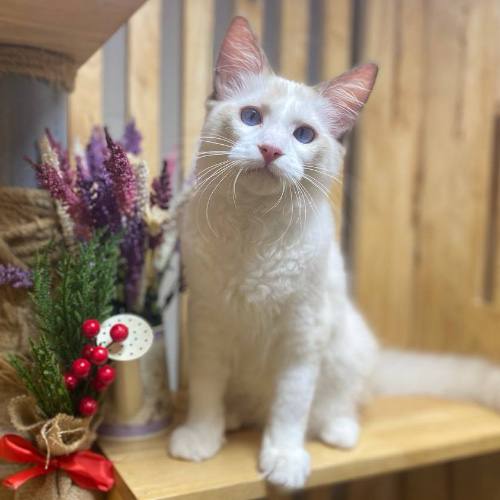 Mèo Ragdoll giá rẻ