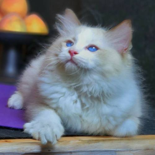 Mèo Ragdoll mắt xanh